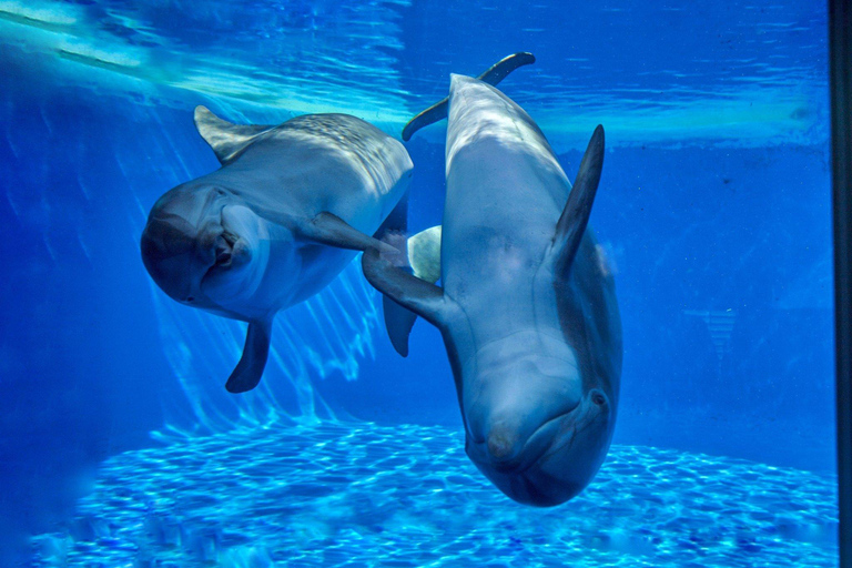 Palafolls: Marineland Dolphinarium and Water Park Tickets