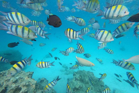 桑给巴尔：乔赞尼森林、库扎洞穴与蓝礁湖+海星探秘桑给巴尔：乔赞尼森林、库扎洞穴与蓝礁湖+海星