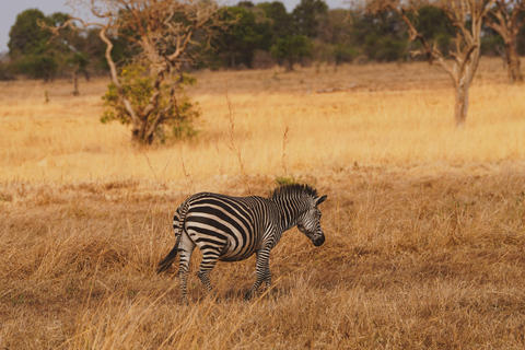 From Zanzibar: 2-Day Mikumi Safari & 2 Game Drives & flight