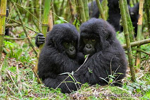 Kigali: 2-Day Gorilla Trekking, City Tour & Cultural Visit