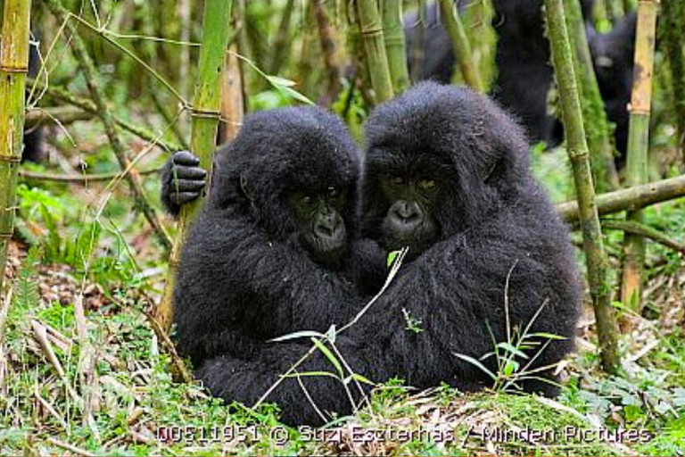 Kigali: 2-Day Gorilla Trekking, City Tour & Cultural Visit