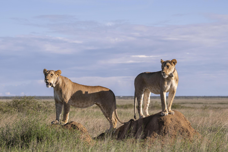 Nairobi: 9 giorni di safari e vacanze in spiaggia con alloggio