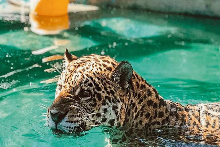 Rio de Janeiro: Bioparque and All-You-Can-Eat Pizza with Ice Cream Rio de Janeiro: Biopark and Pizza Buffet with Ice Cream