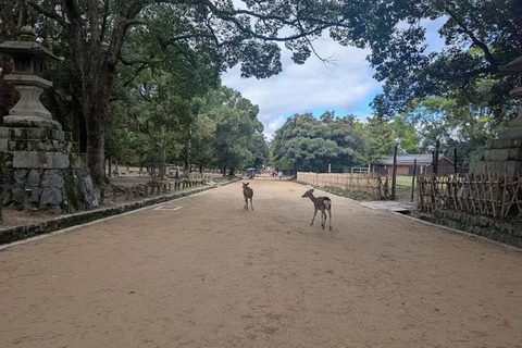 Osaka: Discovering Nara Timeless Grace Guided Tour