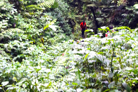 Basseterre Rainforest Hike Basseterre Rainforest Hike Private Tour