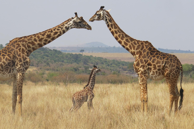 Masai Mara: 3 Days 2 nights Private Safari in a 4X4 Jeep Masai Mara: 3 Day Private Safari in a 4X4 Jeep Midrange