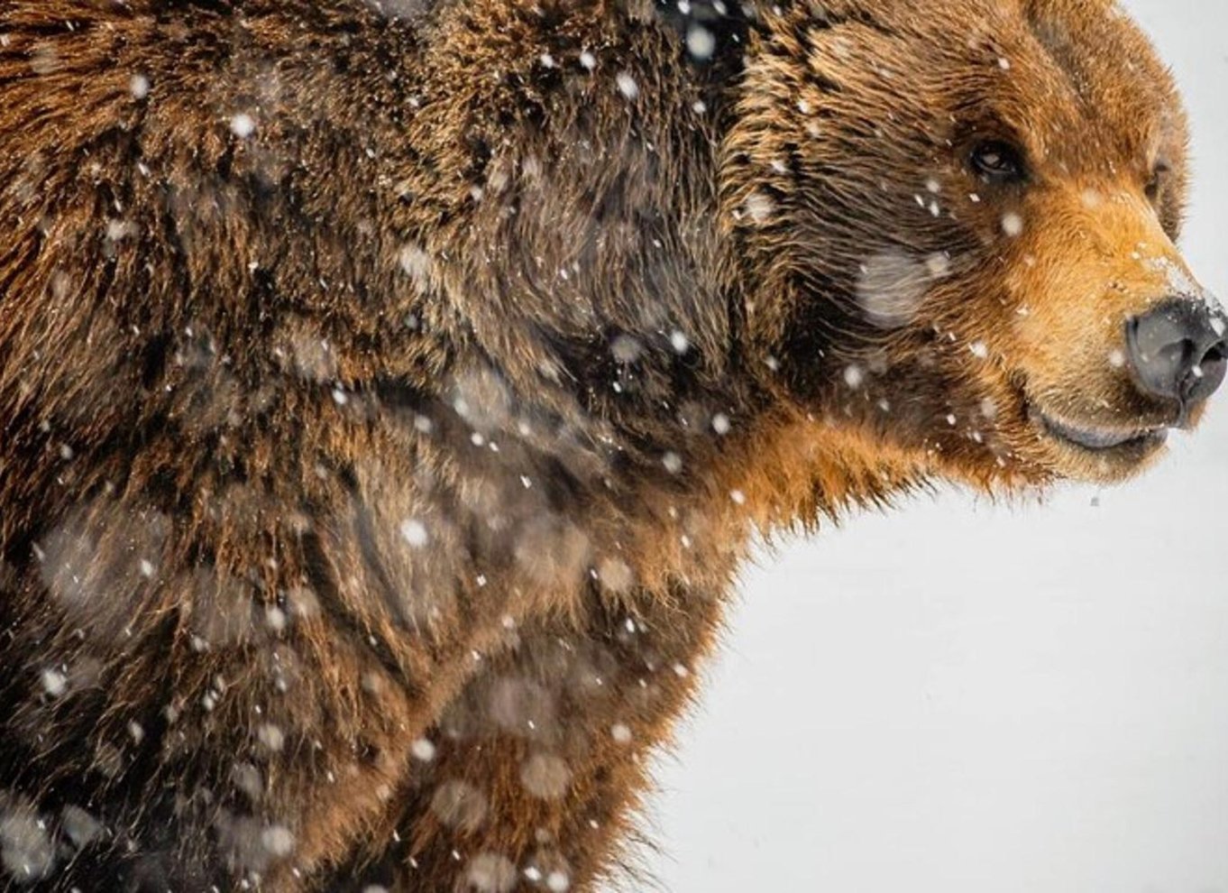 Glacier View & Wildlife Anchorage Eventyrtur