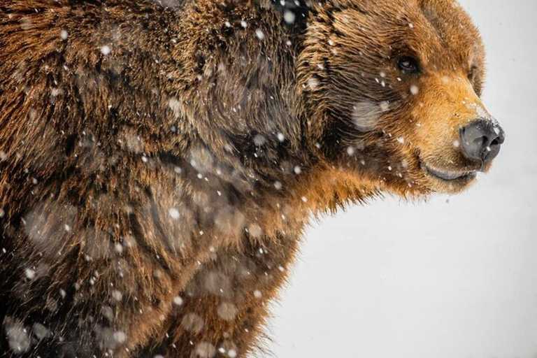 Glacier View & Wildlife Anchorage Adventure Tour