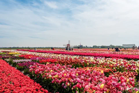 Amsterdam: Visita a Keukenhof y al Campo de Tulipanes, con recogida en el hotel