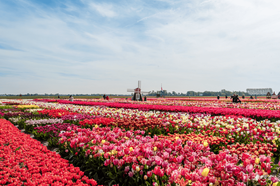 Amsterdam: Keukenhof und Tulpenfeld Tour inkl. Hotelabholung. Foto: GetYourGuide Amsterdam: Keukenhof und Tulpenfeld Tour inkl. Hotelabholung. Foto: GetYourGuide