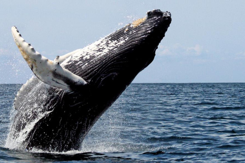 Excursion d'une journée sur la route des baleines