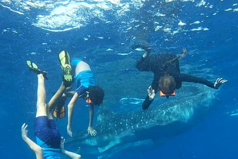 From Zanzibar: Mafia island Whale Shark Adventure Day Trip