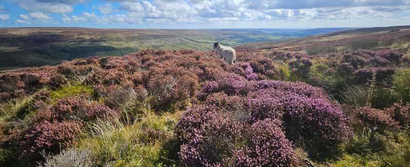From York: North York Moors, Steam Train & Whitby Day Trip