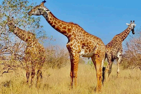 Diani/Mombasa: 2 Days to Tsavo East & Tsavo West with meals