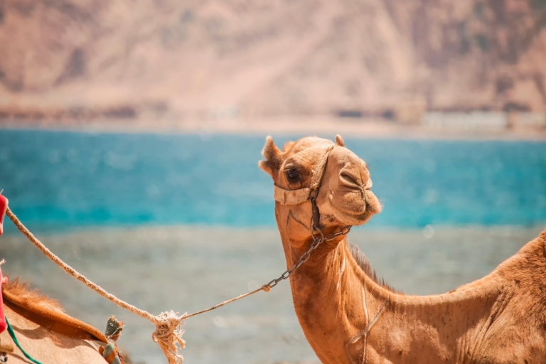 From Sharm: Dahab, Jeep, Canyon, Camel, Quad & Snorkel Tour
