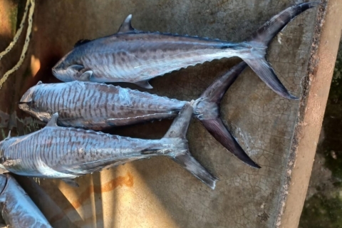 Fischen - Tiefsee - Mosambik - 6 NächteANGELSAFARIS IN MOSAMBIK