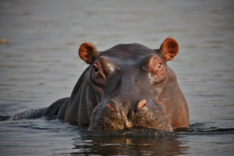 5-tägige Zululand Tour mit Drakensberg, Hluhluwe und Isimangaliso