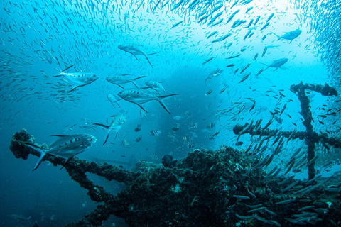 Sunshine Coast: Tauchgang im Schiffswrack der Ex-HMAS Brisbane