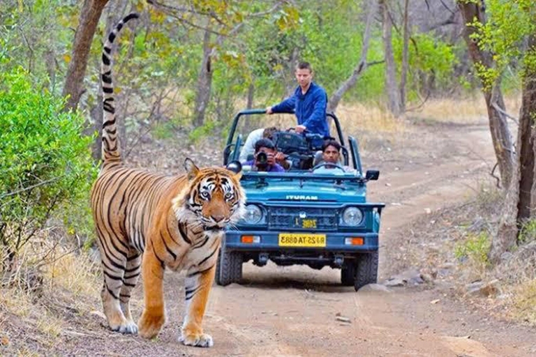 Z Delhi: 3-dniowa wycieczka na safari z tygrysem RanthamboreZ Delhi: 3-dniowa wycieczka po safari Ranthambore Tiger