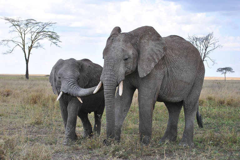 Safaris en camping de 4 jours au Ngorongoro et au Serengeti Np4 jours de safaris en camping au Ngorongoro et au Serengeti Np