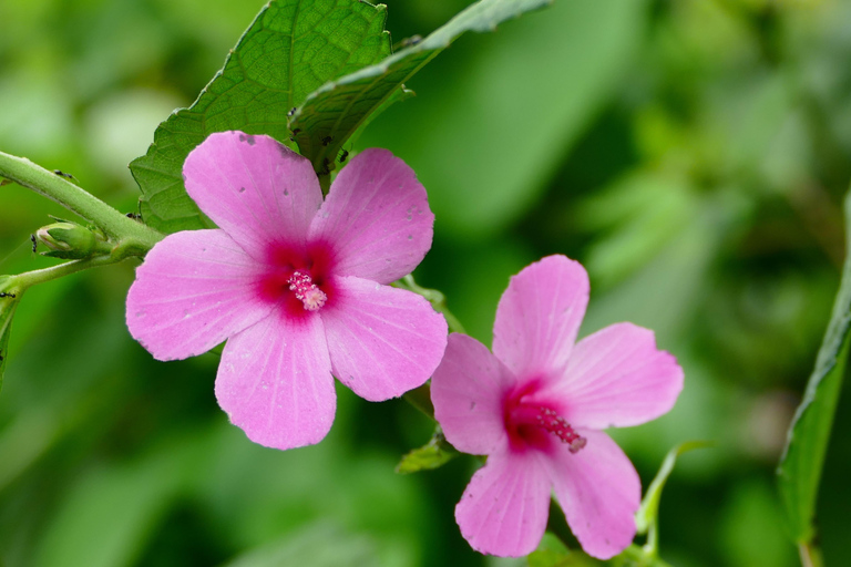 Addis Abeba - Park Narodowy Chebera Cherchura - 4 dniPrzygoda z przyrodą - Park Narodowy Chebera Cherchura 4 dni