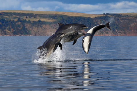 I Inverness: Kryssning för djurskådning till Chanonry Point