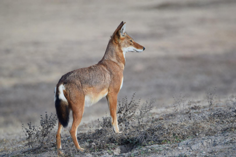 Bale Mountains National Park: Ethiopian Wolf Watching Tour