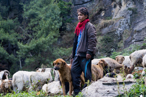 Kathmandu: Guided Hiking Experience with Rescue Dogs