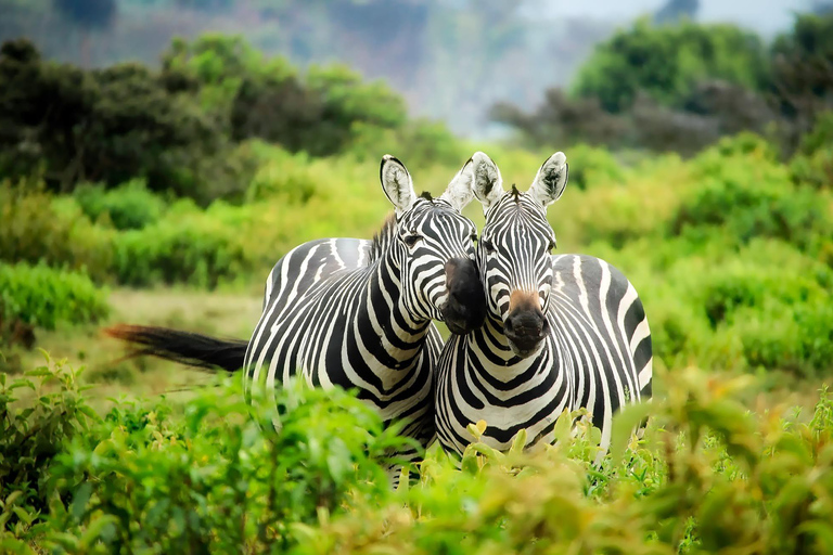 Chobe Private Tagestour Ein luxuriöses Safari-Erlebnis