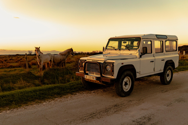 Aigues-Mortes 3H: Discover the secret Camargue in a 4x4 Full-Day