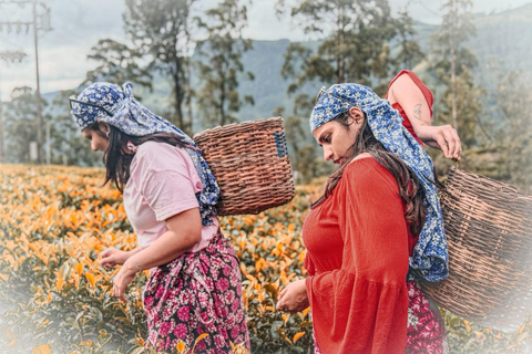Kandy: Road-to-Rail Journey to Ella via Nuwara Eliya