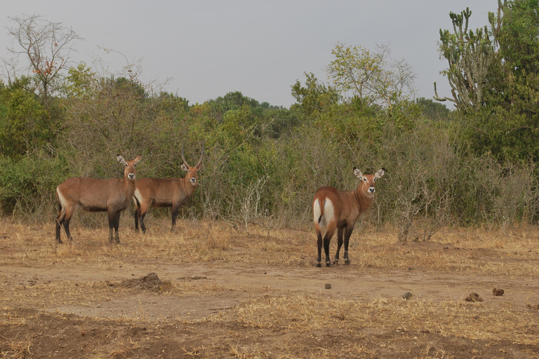 Ouganda : 3 jours de safari dans le parc national Queen Elizabeth