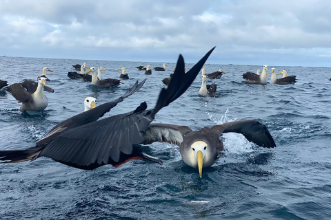 Española Island Day Trip with Snorkeling