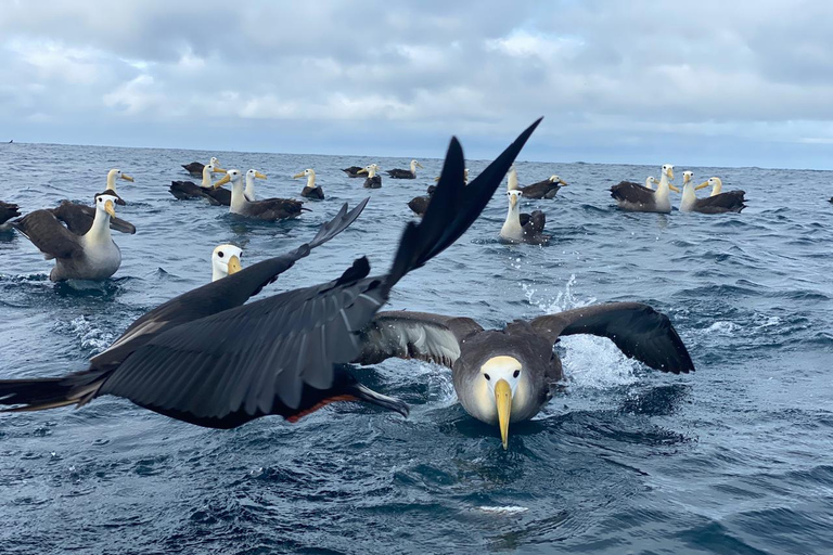 Española Island Day Trip with Snorkeling