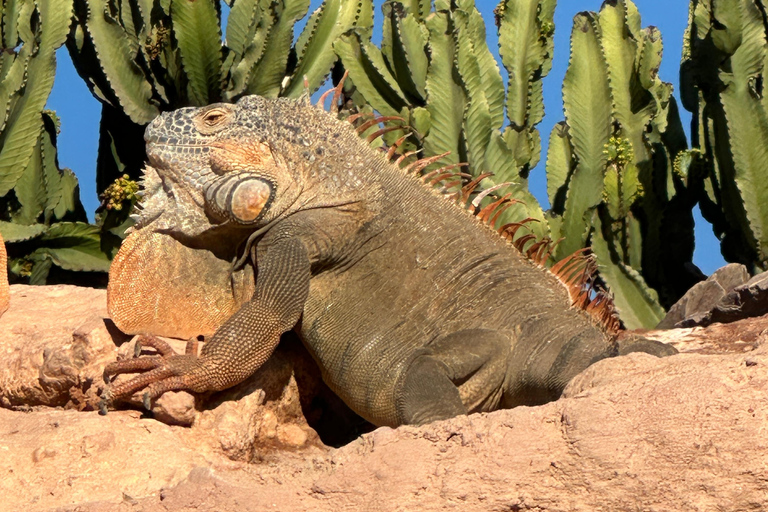 Agadir: Goats on Trees & Crocoparc Tour Goats on Trees & Crocoparc – Entry Ticket Included