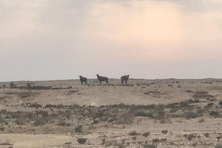 Excursión de un día a Doha: Excursión de un día al oeste de Qatar a Zekreet y la Ciudad del Cine