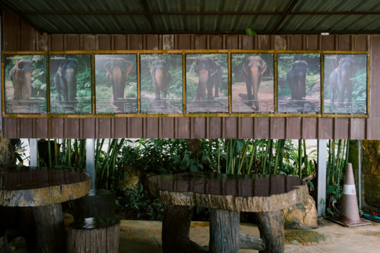 Khao Lak: Halve dag olifantensafari met maaltijd en vervoer van het hotel