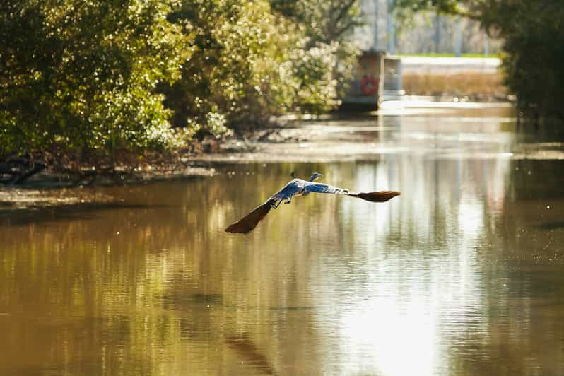 New Orleans Swamp & Bayou Boat Tour GetYourGuide