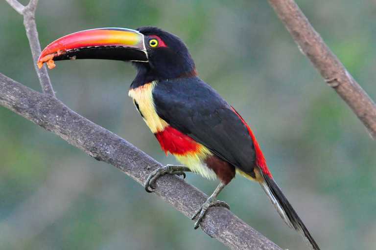 Parque Nacional de Carara: Paseo guiado Carara Costa Rica Naturaleza