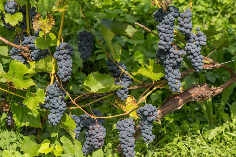 Kuldiga, a joia de cachoeira da Letônia, passeio com degustação de vinhos