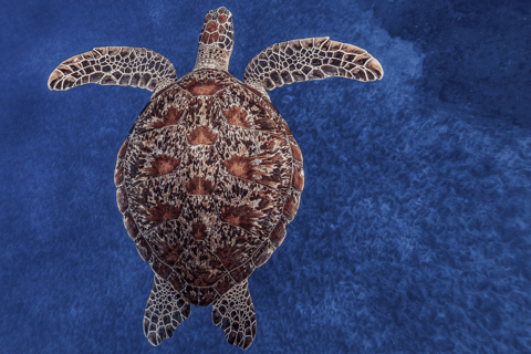 Zanzibar: The Rock Restaurant and Salaam Cave Tour