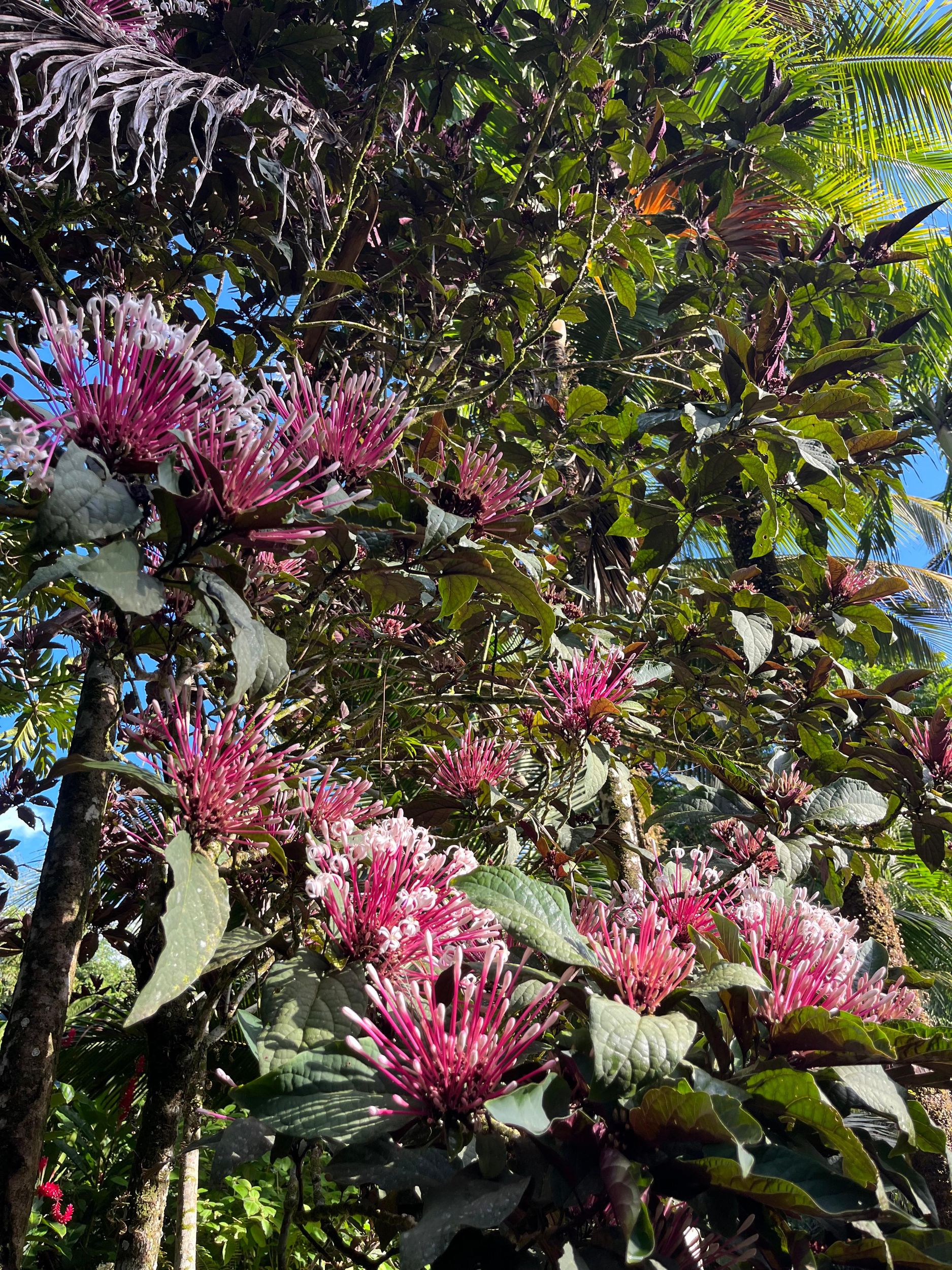 Sainte Luce - Junglefeelingtour Flora&Fauna + Relax geheimer Strand