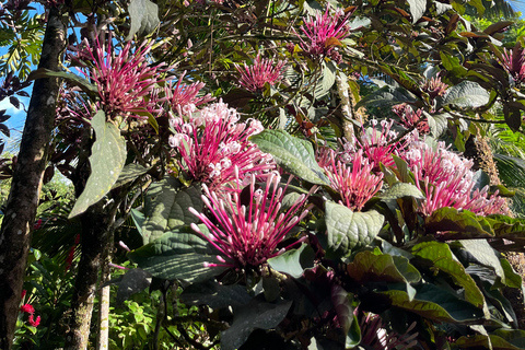 Sainte Luce – Jungle Feeling Tour: Flora & Fauna + Relaxation on a Secret Beach Sainte Luce – Secret beaches and pure nature in the middle of the forest area