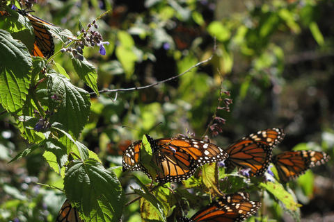 Från Mexico City: 7-dagars monarkfjärilsresaFrån Mexico City: 7-dagars tur med monarkfjärilar
