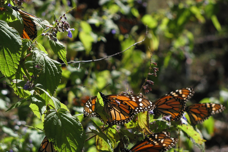 Från Mexico City: 7-dagars monarkfjärilsresaFrån Mexico City: 7-dagars tur med monarkfjärilar