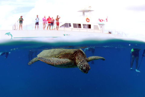 Luxury Sunset Cruise, Snorkeling, Dolphin Watch, & Buffet Oahu: Private Sunset Snorkel & Dolphin Watch with Dinner