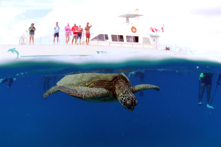 Luxury Sunset Cruise, Snorkeling, Dolphin Watch, & Buffet Oahu: Private Sunset Snorkel & Dolphin Watch with Dinner