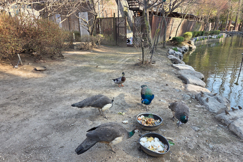 Seoul: Hallyu Nami Island Day Trip with romantic Train