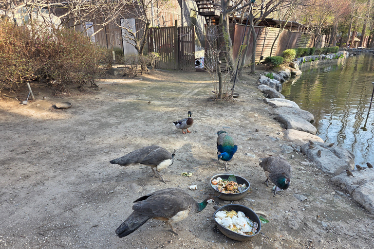 Seoul: Hallyu Nami Island Day Trip with romantic Train