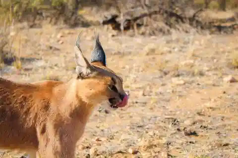 Windhoek: Paseo del Caracal en el Santuario de Fauna N/a'an ku sê